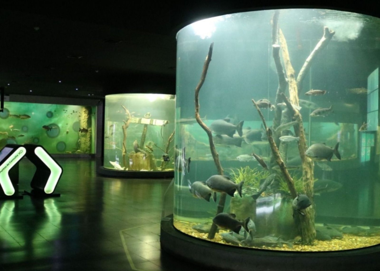 El “Acuario del Río Paraná” celebra sus 6 años con una propuesta para toda la familia